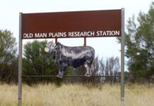 Woman issued with notice to appear for cattle deaths at government facility