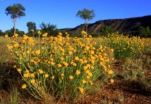 Expo to showcase Red Centre tourism