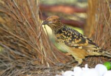 Olive Pink photo comp launched