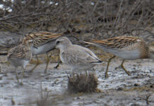 Birds of a feather flock to Centre