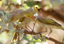 Bonds strengthen between bird species