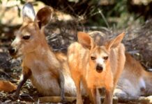 Roadkill concerns raised
