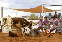 Big bulls win Aileron battle