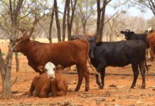 Weather forces cattle market to be rescheduled