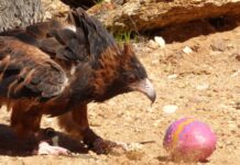 Looking forward to a desert Easter
