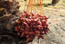 New dates’ first fruits