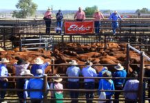 Vendors happy with prices at cattle sale