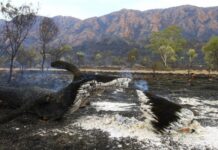 Warning of higher fuel loads across Red Centre