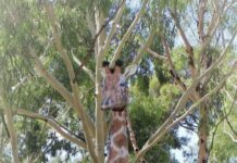 New highlights, old favourites at Alice Springs Show