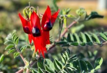 Beautifuly simple desert peas a winner