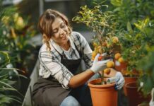 Time to pamper your citrus