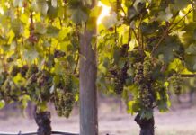 Tending to your grapes