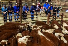 Undoolya draws top dollar
