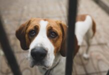 Toughest penalties for animal cruelty