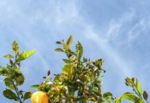 Planting a priority this month