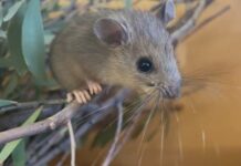 Rock rats returning to wildlife