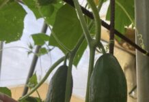 October a busy time planting