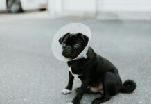 New data reveals pet injuries rising