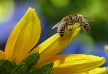 Attracting bees to the garden