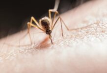 Protect yourself from mosquitoes