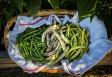 Beans are fun and highly productive