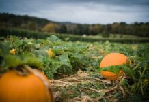 Busy time as Christmas approaches