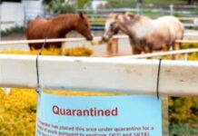 First detection of Hendra virus