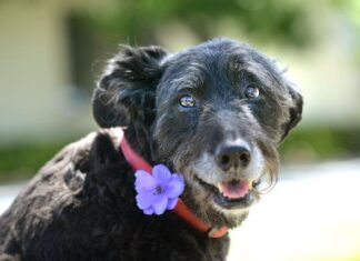 Commemorating animals in service