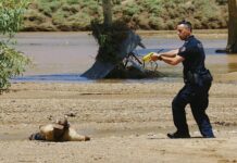 UPDATED: Dramatic arrests in Todd River