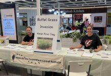 Better plan for buffel