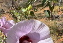 Aphids a real pest that needs to be managed