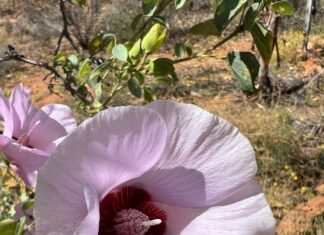 Aphids a real pest that needs to be managed