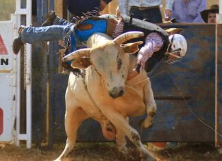 Big bulls bruise at Aileron