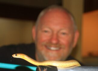 Busy time for snake catchers