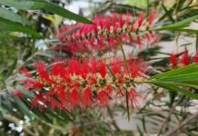 A bottle brush for all locations