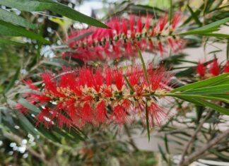 A bottle brush for all locations