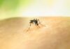 Two die in Alice Springs from Murray Valley encephalitis