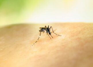 Two die in Alice Springs from Murray Valley encephalitis