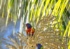 Top birds of the Territory