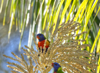 Top birds of the Territory